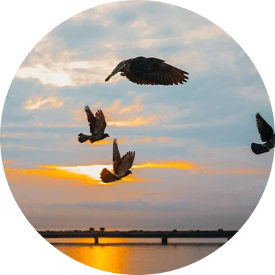 Community Engagement